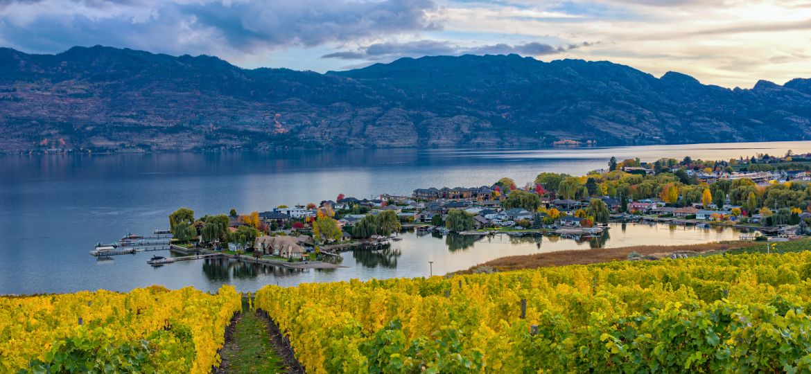 Vineyard Overlooking Okanagan Lake Kelowna BC Canada