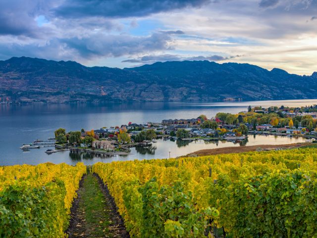 Vineyard Overlooking Okanagan Lake Kelowna BC Canada